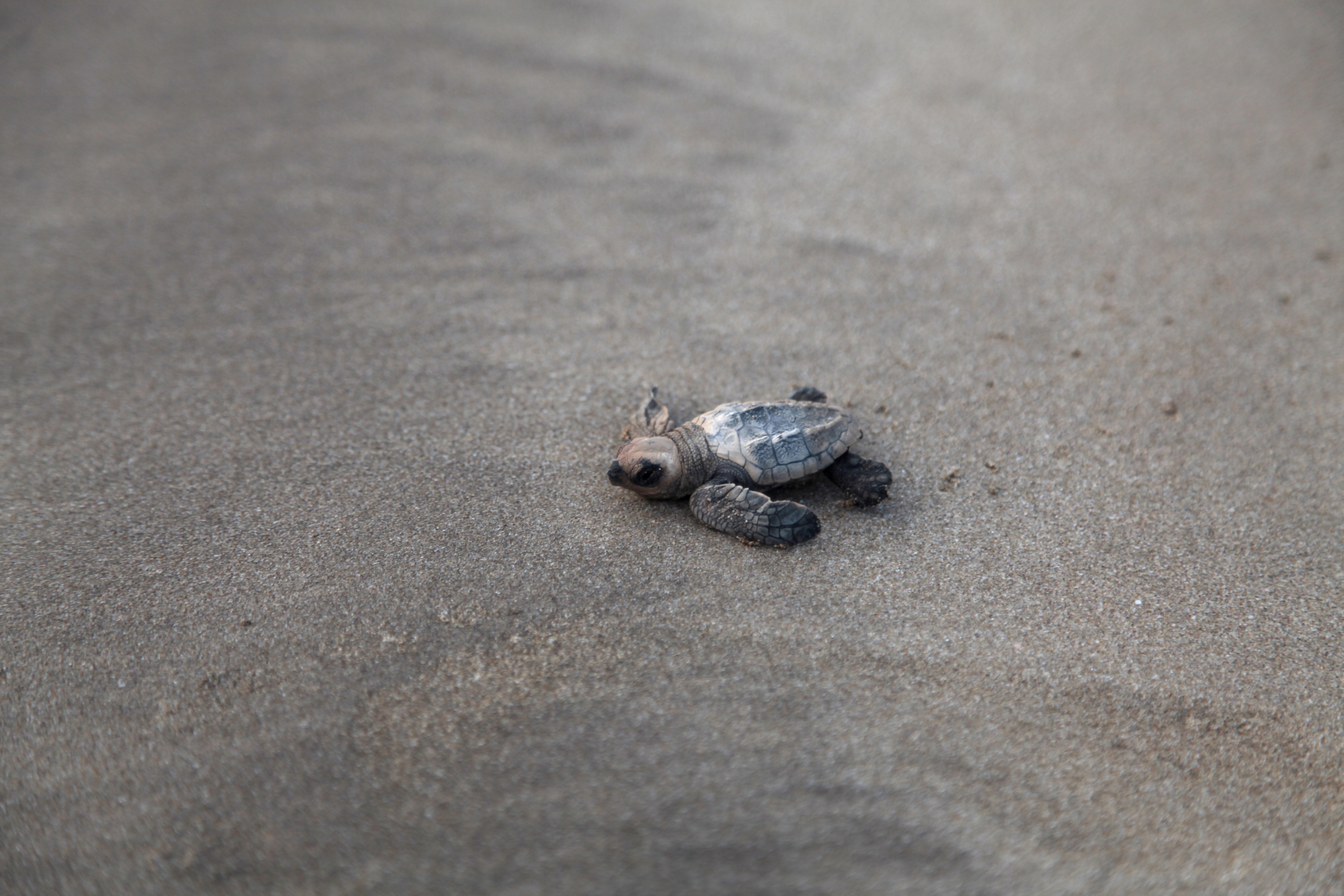 An olive ridley sea turtle hatchling lurches along the sand to the sea in Velas, India.